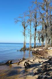 Fontainebleau State Park Mandeville Louisiana Lake Pontchartrain January2016 Lake Pontchartrain State Parks Louisiana Beaches