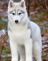 Sony Wf 1000xm3 Industry Leading Noise Canceling Truly Wireless Earbuds Alex In 2020 Cute Puppies Cute Animals Cute Dogs