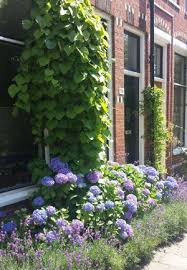 Wat Ie Bekijkt Joost Van Groningen In 2020 Cottage Garden Small Gardens
