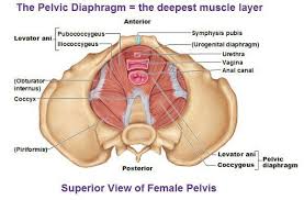 Pelvic Floor Pelvic Diaphragm Levator Ani Muscle Coccygeus Muscles And Fascia The Floor Divides The Pelv Pelvic Diaphragm Pelvic Floor Pelvic Floor Dysfunction