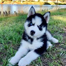 Alaskan Husky Huskies Types Of Huskies Siberian Husky Temperament Siberian Husky Facts Huskies Puppies Husky Meanin Cute Husky Puppies Siberian Dog Husky Puppy
