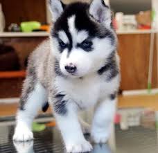 Bebe Husky Trop Mignon 3 Cute Husky Puppies Haski Dog Cute Husky