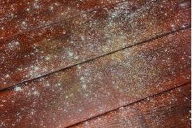 How To Remove Toxic Mold In Your Home Hunker Mold Remover On Wood Mold Remover Cleaning Mold