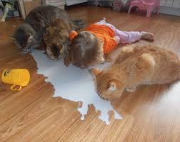 Don T Cry Over Spilled Milk Lick It Up With Cats Baby Drinks Milk Off Floor Best Hilarious Jokes Funny Pictures Walm Animals For Kids Funny Animals Pets