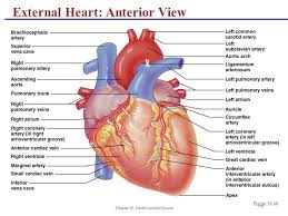 Pin On Cardiovascular System