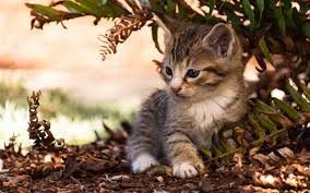 Telecharger Fonds D Ecran Petit Chaton Mignon Petit Chat Un Moelleux Chaton Animaux De Compagnie Besthqwallpapers Com Fluffykittens In 2020 Kittens Cutest Baby Cats Pets