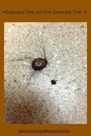 It Can Take Approximately 24 To 48 Hours For Ticks To Become Engorged After Attaching To A Pet It Is Important That You Us Ticks Ticks On Dogs Animal Hospital