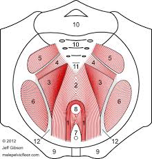 Pin On Pelvic Rehab