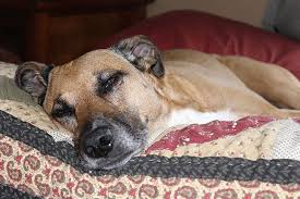 How To Euthanize A Dog At Home Without A Vet 2020 Aug Updated In 2020 Dogs Sleeping Dogs Rescue Dogs