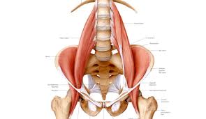 Muscles Of The Pelvic Girdle And Muscle Attachments And Insertions Of The Lumbar Spine Yoga Anatomy Psoas Muscle Psoas Release