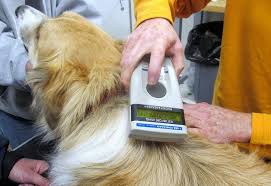 Make Sure Qualified Vet Microchip Implants Utilize Radio Frequencies For Scanner To Read The Information Needs To Be Set At F Pet Businesses Cat Call Dog Cat