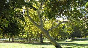 Hart Memorial Park Facility Directory Table List Kern County Ca