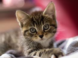 Chaton Mignon Fond D Ecran Chaton Mignon Chats Et Chatons Chat Mignon