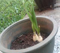 Cara Menanam Bawang Putih Dalam Pot Atau Polybag