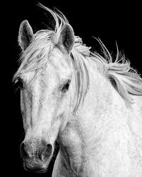 Cheval Blanc Photographie De La Nature Par Aroundtheglobeimages White Horse Photography Horse Art Print Horses