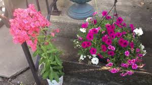 Home Depot Flower Haul Lovely Hanging Verbena Petunia Flower Basket And Phlox Flowers Flowers Perennials Flowers