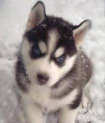 Photo De Zia Chien Husky Siberien 99029 Wamiz Chien Husky Chien Mignon Chiot Trop Mignon