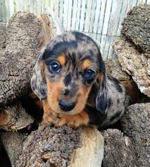 Black And Silver Dapple Dachshund Dogs And Puppies Cute Dogs Puppies