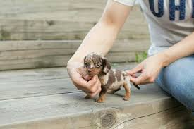Adorable Chocolate Dapple Micro Mini Female Dachshund 4800 She S Charting 3 To 3 1 2 Pounds Full Grown Dachshund Breed Minature Dachshund Dachshund Puppies