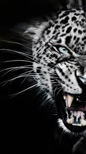 Panthere Rugir Voyage Onirique En 2020 Animaux Feroces Photos Animaux Sauvages Photo Animaux