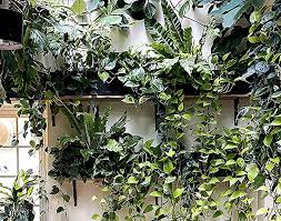 Menyegarkan 9 Item Dekorasi Ini Bikin Teras Minimalis Hijau Berencana Membuat Teras Rumah Perhatikan 5 Tip In 2020 High Quality Wallpapers Plants Background Pictures