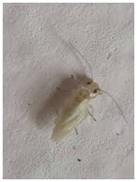 15 New Small Bugs In Bathroom Images In 2020 Small Bathroom With Shower Bathroom Images Tiny Bathrooms