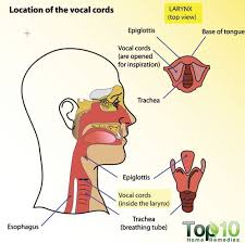 Home Remedies For Laryngitis Top 10 Home Remedies Home Remedies For Laryngitis Home Remedy For Cough Throat Remedies