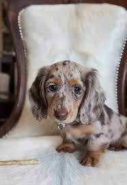 Pinterest Sosimplysarah Ig S Imply Sarah Dachshund Puppies Dachshund Puppy Long Haired Dachshund Breed