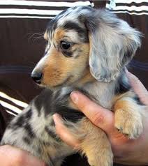 Australian Shepherd Daschund Really Great Mix Actually It Is Probably A Long Haired Double Dapple Dachshund Dapple Dachshund Dapple Dachshund Puppy Cute Dogs