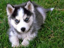 Husky Siberien Chiot Animal Buzzz Animaux Chiot Animaux Mignons