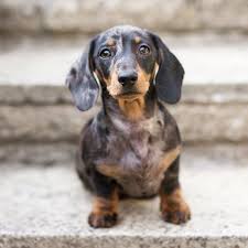 Maya The Sausage On Instagram I Ve Been With My Family 5 Weeks Today And They Say I Ve Already Changed Dapple Dachshund Miniature Dapple Dachshund Dachshund