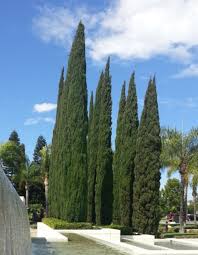 Italian Cypress Cupressus Sempervirens The Home Depot Community Italian Cypress Monrovia Plants Italian Cypress Trees