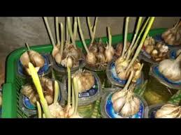 Menakjubkan Menanam Bawang Putih Di Gelas Aqua Bekas Youtube