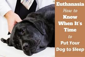 Euthanasia How To Know When It S Time To Put Your Dog Down Putting Dog To Sleep German Shorthaired Pointer Sleeping Dogs