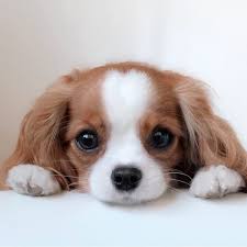 Puppy Eyes Nessathecavalier Cute Beautiful Babies Love Inspiration Winter Gorgeous Pho Cute Little Puppies Cute Dogs Baby Animals Super Cute