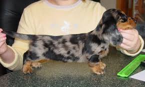 Http Www Ripleyhill Com 7weekdapplegirl Jpg Dapple Dachshund Dachshund Colors Silver Dapple Dachshund
