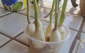 Panduan Lengkap Cara Menanam Bawang Putih Hidroponik Di Rumah Bagi Pemula Faunadanflora Com
