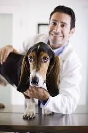 Dogs Who Obsessively Lick The Floor Animal Hospital Veterinarian Animal Nutrition