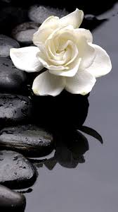 Fond D Cran Smartphone Fleur Zen 1080 1920 Gratuit Avec Fonds Ecran Zen Idees Et Fleur Zen Avec 1080x1920px Fond Ecran Zen Fleurs Fond Ecran