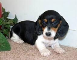 Teacup Miniature Dachshunds For Sale Puppy Dog Pictures Hound Dog Puppies Dapple Dachshund
