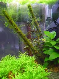 Nano Aquarium Le Pour Et Le Contre Paris Cote Jardin Aquarium Deco Aquarium Aquariums