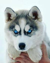Those Eyes Chiot Husky Animaux Mignons Animaux Adorables