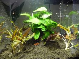 Jardinage Aquatique Paris Cote Jardin Jardinage Aquatique Jardins