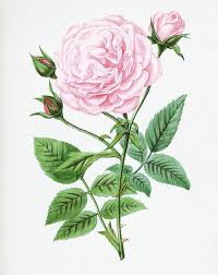 1001 Modeles Et Conseils Pour Apprendre Comment Dessiner Une Rose Dessin Pivoine Dessin Rose Croquis De Rose