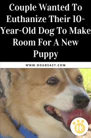 Couple Wanted To Euthanize Their 10 Year Old Dog To Make Room For A New Puppy Dogbeast New Puppy Old Dogs Dogs