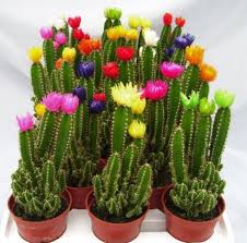 Flowers Glued On To Cactus Plants The Home Depot Community Fairy Castle Cactus Cactus Plants Plants