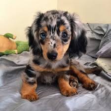 Dapple Miniature Dachshund Pic Twitter Com Md2ht87cwm Dapple Dachshund Puppy Dapple Dachshund Dachshund Breed