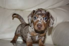 Mini Chocolate Dapple Dachshund Puppies For Sale Zoe Fans Blog Dapple Dachshund Puppy Dachshund Puppies For Sale Dapple Dachshund
