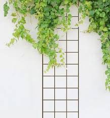 Tuteur Treillage Rectangle Rosier Et Grimpante Marron 150cm Rosier Grimpant Rosier Plante Grimpante