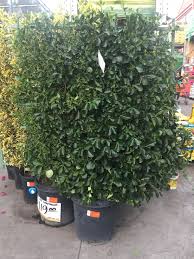 Euonymus Kiautschovicus Manhattan Common Name Spreading Euonymus Hedge Or Espalier Plant In A Pot Home De Privacy Fence Landscaping Fence Landscaping Plants